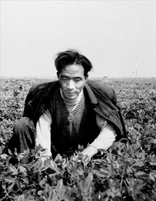 在蘭考期間，焦裕祿在田間勞動的情景。