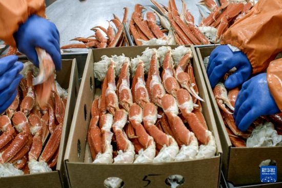 俄羅斯蟹業(yè)集團的工作人員在生產(chǎn)線上加工產(chǎn)品（資料照片）。新華社發(fā)（俄羅斯蟹業(yè)集團供圖）
