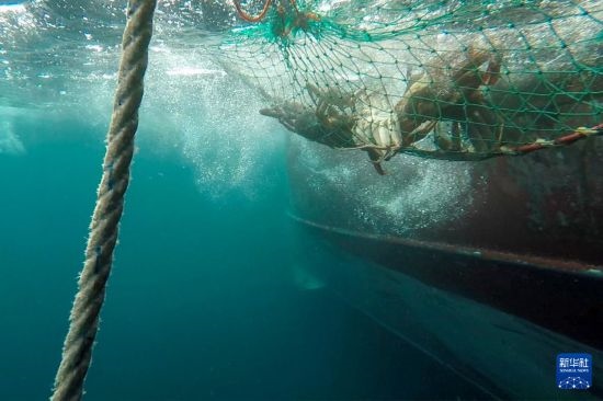 這是俄羅斯蟹業(yè)集團的捕撈船進行遠洋捕撈的資料照片。新華社發(fā)（俄羅斯蟹業(yè)集團供圖）