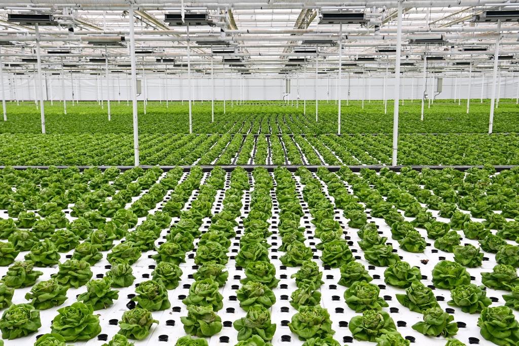 10月26日，楊凌智慧農(nóng)業(yè)示范園智慧溫室內(nèi)通過無土栽培技術(shù)種植的蔬菜。新華社記者 鄒競一 攝
