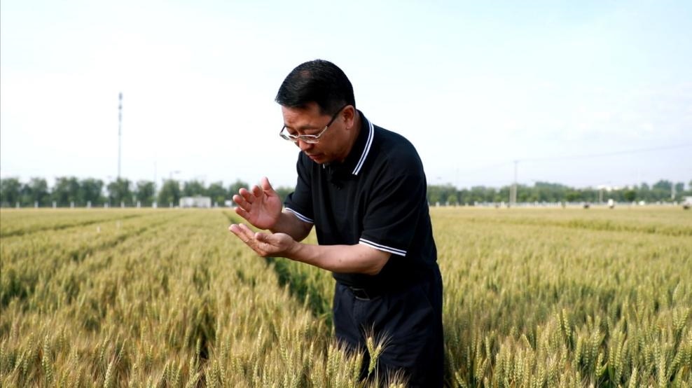 張福鎖在曲周查看小麥長(zhǎng)勢(shì)。受訪者供圖