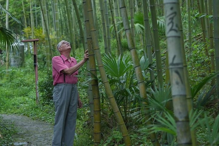 奈斯在莫干山的竹林里散步。