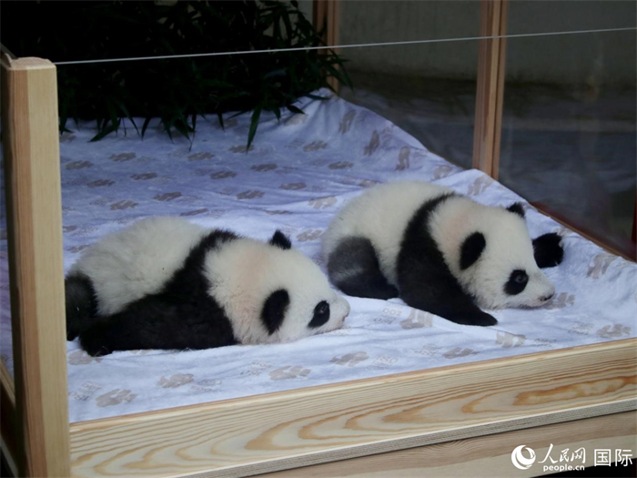 柏林動(dòng)物園的明星“夢(mèng)好”與“夢(mèng)甜”。人民網(wǎng) 肖晶攝