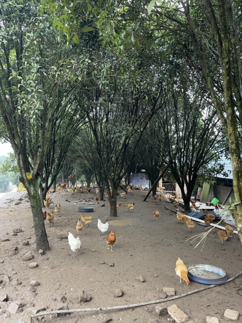 桂花林里的桂飛雞。劉軍國(guó)攝