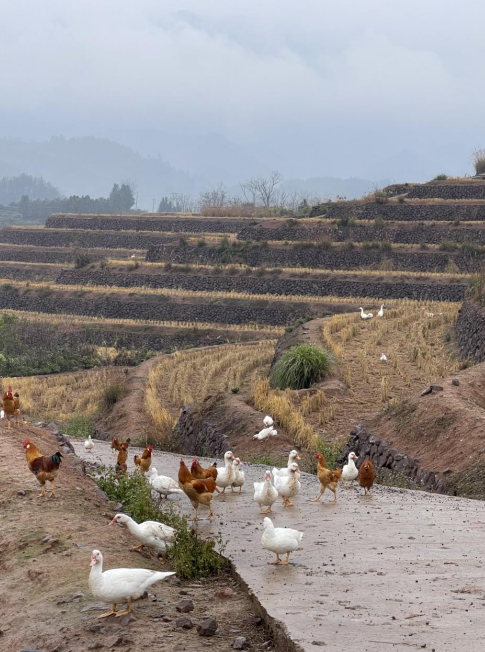 樨鄉(xiāng)記生態(tài)農(nóng)莊一隅。劉軍國(guó)攝