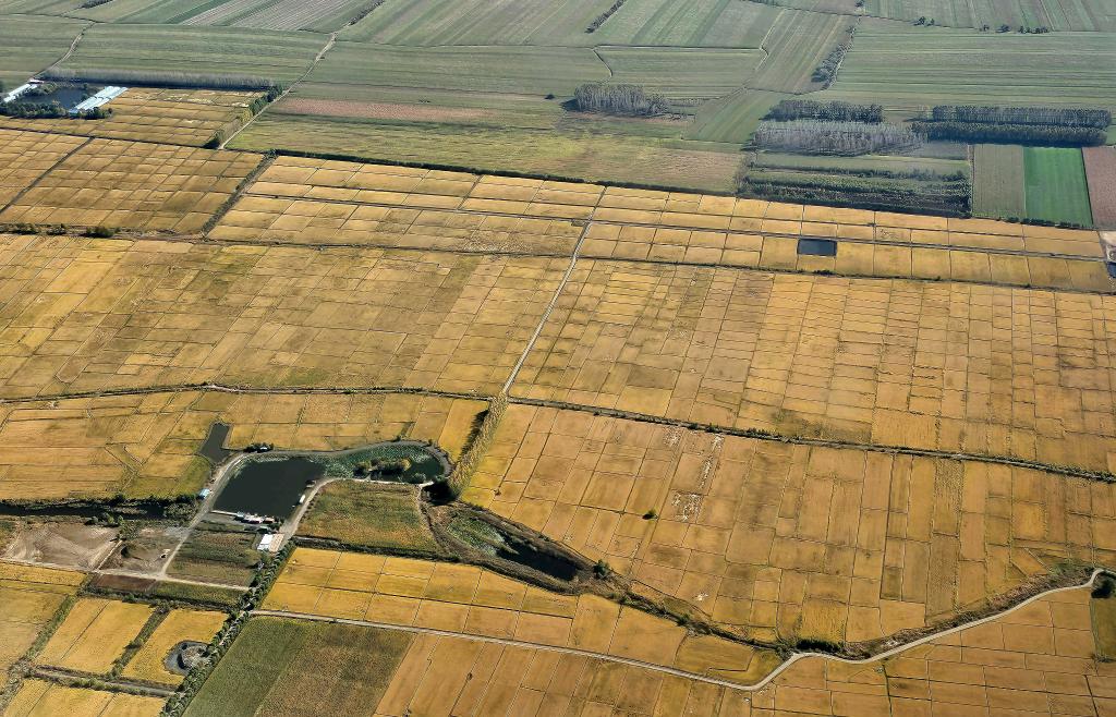 俯瞰黑龍江省哈爾濱市一處稻田（10月2日攝，無(wú)人機(jī)照片）。新華社記者 孫曉宇 攝