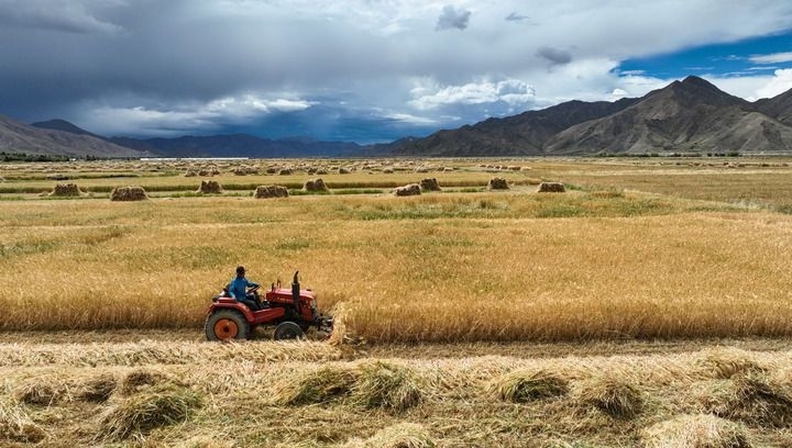 2024年9月10日在西藏日喀則市白朗縣巴扎鄉(xiāng)拍攝的秋收場景（無人機(jī)照片）。新華社記者 晉美多吉 攝