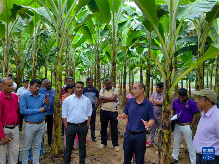 10月10日，在斯里蘭卡霍勒訥的一處香蕉示范基地，中國、聯(lián)合國糧農(nóng)組織與斯里蘭卡南南合作項(xiàng)目中國專家組組長孫德權(quán)為當(dāng)?shù)剞r(nóng)民進(jìn)行技術(shù)培訓(xùn)。新華社發(fā)（中國、聯(lián)合國糧農(nóng)組織與斯里蘭卡南南合作項(xiàng)目專家組供圖）