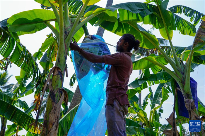 12月23日，在斯里蘭卡馬坎杜拉，農(nóng)民在香蕉試驗(yàn)田里學(xué)習(xí)套袋技術(shù)。新華社記者 陳冬書 攝