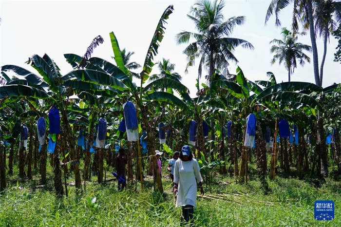 12月23日，在斯里蘭卡馬坎杜拉，農(nóng)民走過中國技術(shù)試驗(yàn)田香蕉田。新華社記者 陳冬書 攝