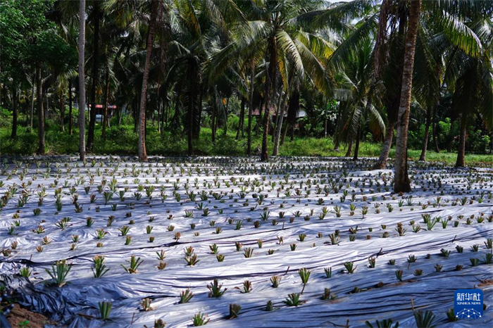 這是12月23日在斯里蘭卡馬坎杜拉拍攝的農(nóng)民里尚·普爾納的菠蘿田。新華社記者 陳冬書 攝