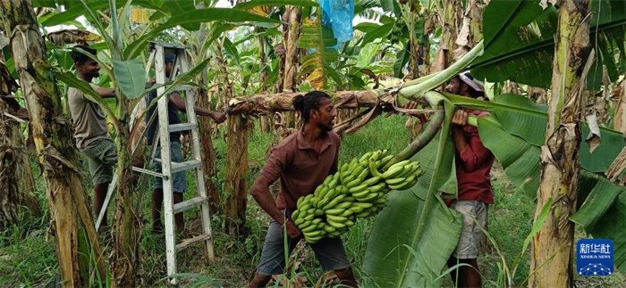 12月28日，在斯里蘭卡馬坎杜拉，當(dāng)?shù)剞r(nóng)民收獲香蕉。新華社發(fā)（中國、聯(lián)合國糧農(nóng)組織與斯里蘭卡南南合作項(xiàng)目專家組供圖）
