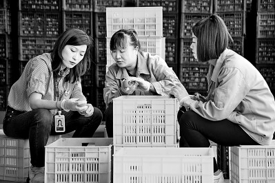 為拓展柿子產(chǎn)業(yè)發(fā)展新途徑，在陜西富平淡村鎮(zhèn)，歸國留學(xué)生王薇參與創(chuàng)建了一座柿酒酒莊。新華社發(fā)