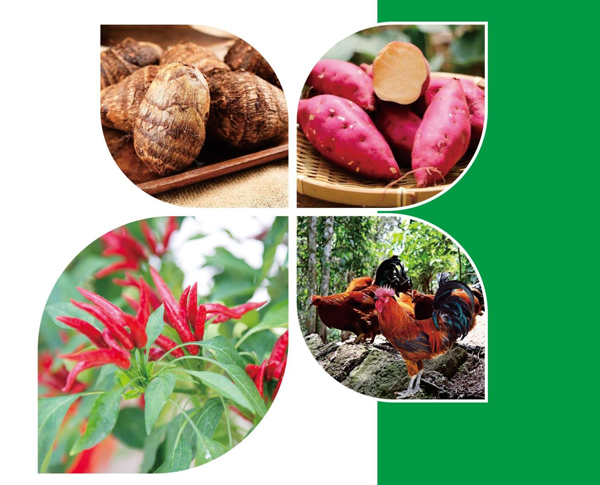 天等縣名特優(yōu)農(nóng)產(chǎn)品。主辦方供圖