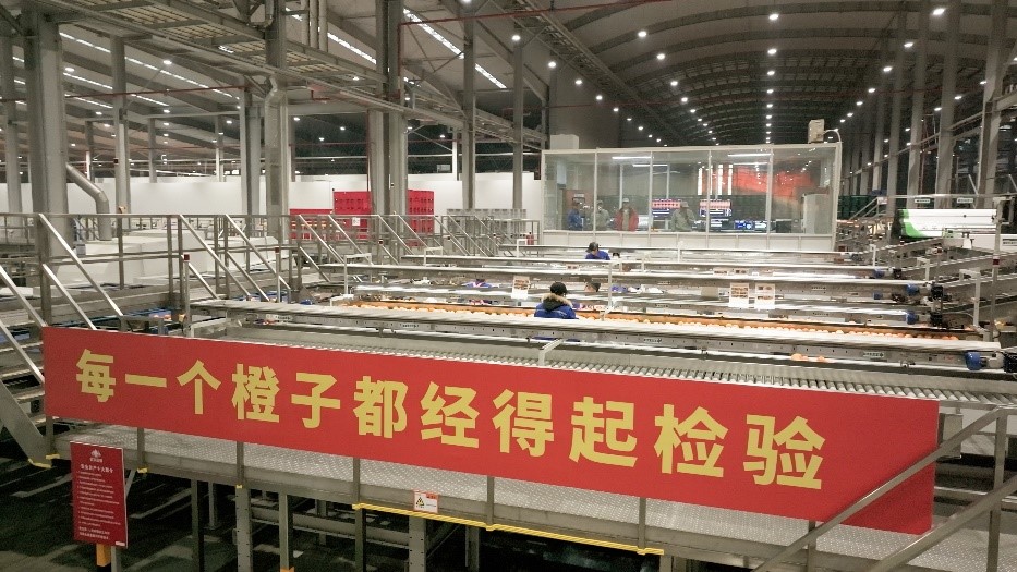 工人在智能生產(chǎn)線上對(duì)臍橙精深加工。人民網(wǎng)記者 張力洋攝