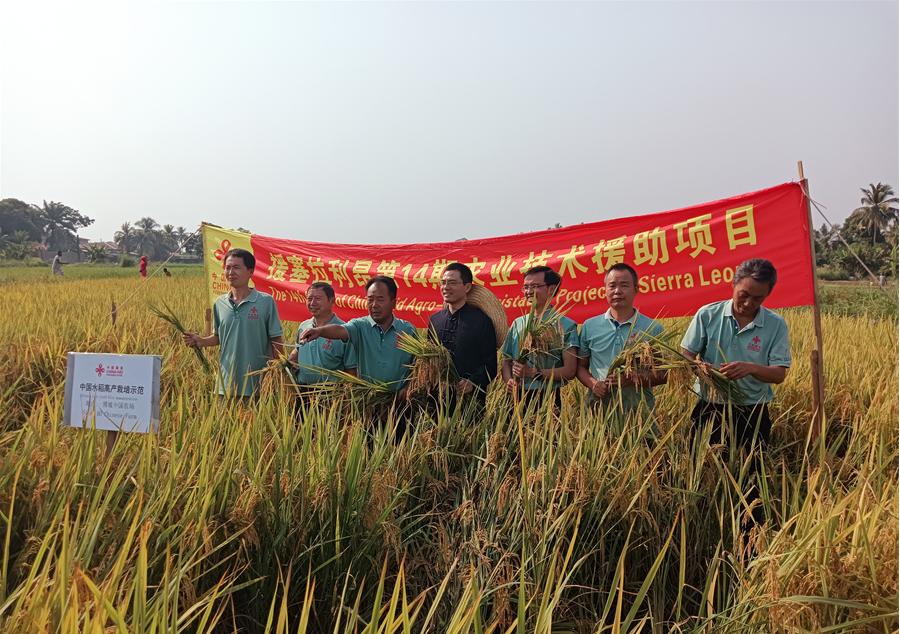 中國(guó)駐塞拉利昂大使王擎和援塞農(nóng)業(yè)專(zhuān)家組合影。中國(guó)援塞農(nóng)業(yè)專(zhuān)家組供圖