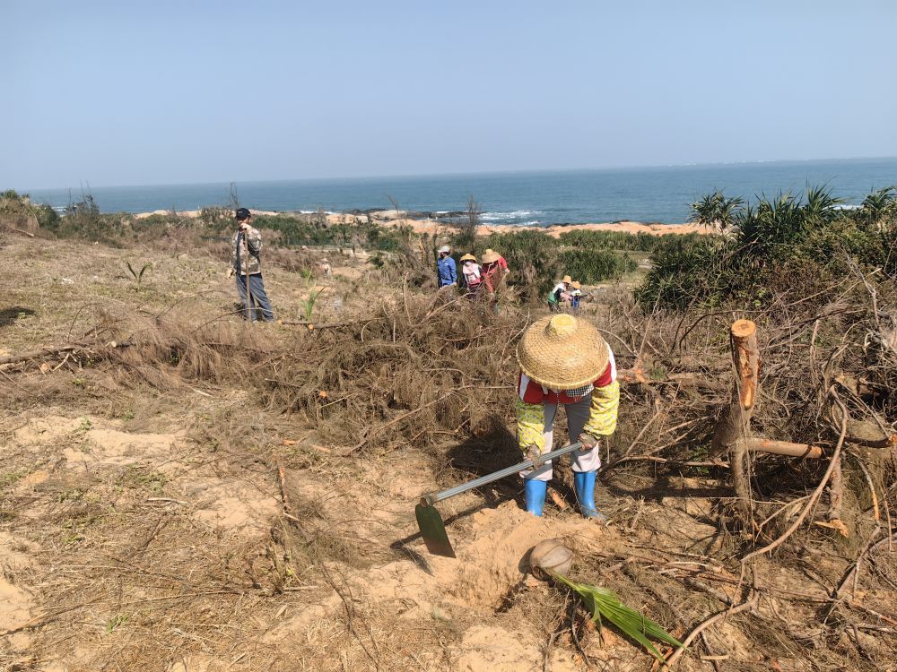 2025年1月19日，在海南文昌市，工人正在修復海岸防風林。新華社記者吳茂輝 攝