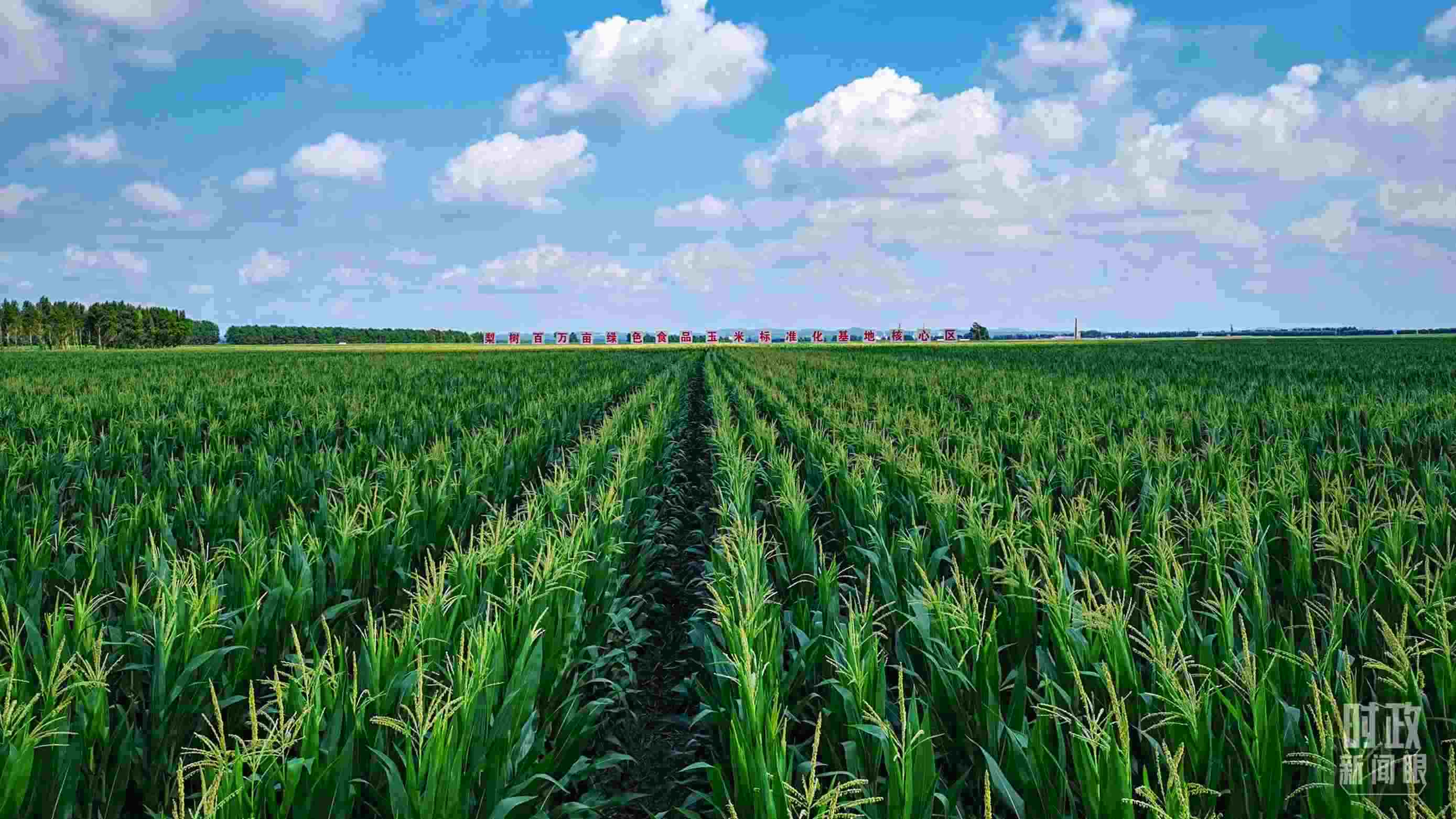 △吉林四平，梨樹縣地處黃金玉米帶。（總臺(tái)央視記者張曉鵬拍攝）