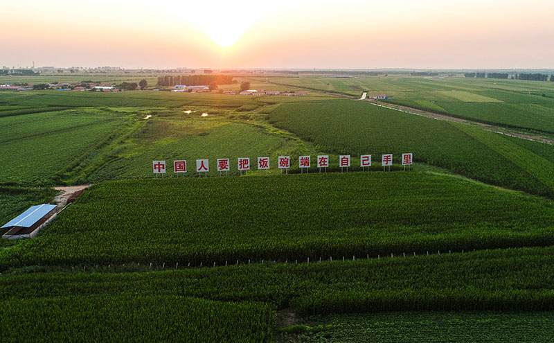 2020年7月23日拍攝的吉林省梨樹縣國家百萬畝綠色食品原料（玉米）標(biāo)準(zhǔn)化生產(chǎn)基地核心示范區(qū)（無人機(jī)照片）。新華社記者 許暢 攝