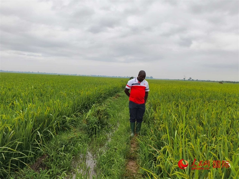 當(dāng)?shù)剞r(nóng)民正在查看水稻的長(zhǎng)勢(shì)。人民網(wǎng)記者 黃培昭攝