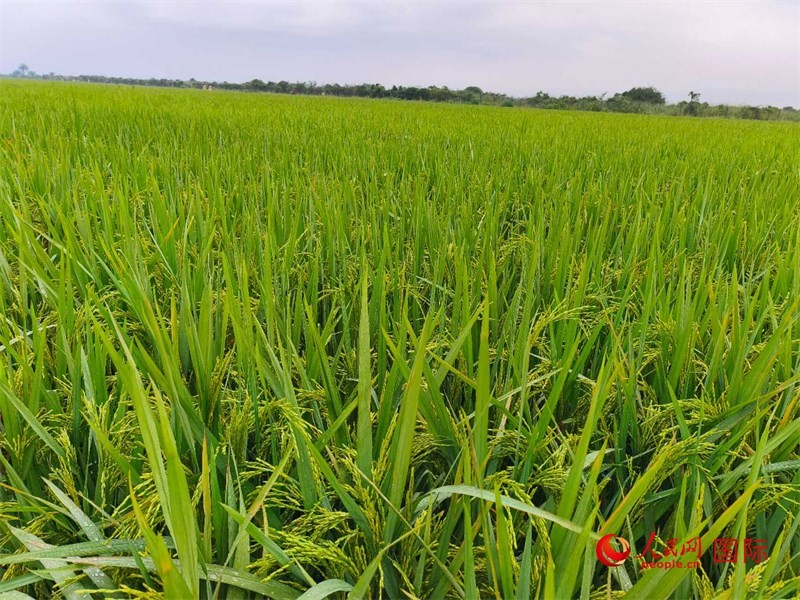 長(zhǎng)勢(shì)喜人的水稻。人民網(wǎng)記者 黃培昭攝