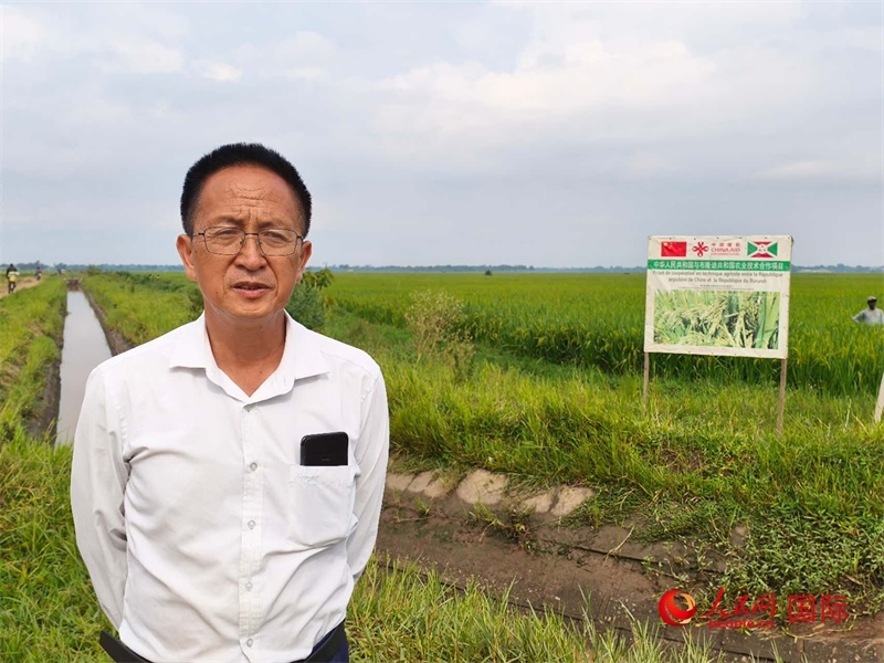 專家組組長(zhǎng)楊華德在水稻田間地頭。 人民網(wǎng)記者 黃培昭攝