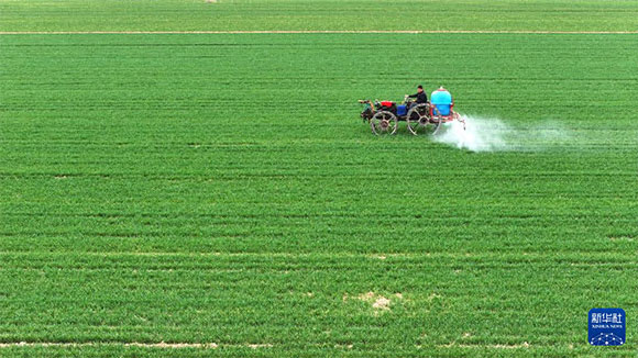 3月14日，在菏澤市鄆城縣郭屯鎮(zhèn)，農(nóng)民在麥田里噴灑除草劑（無人機照片）。