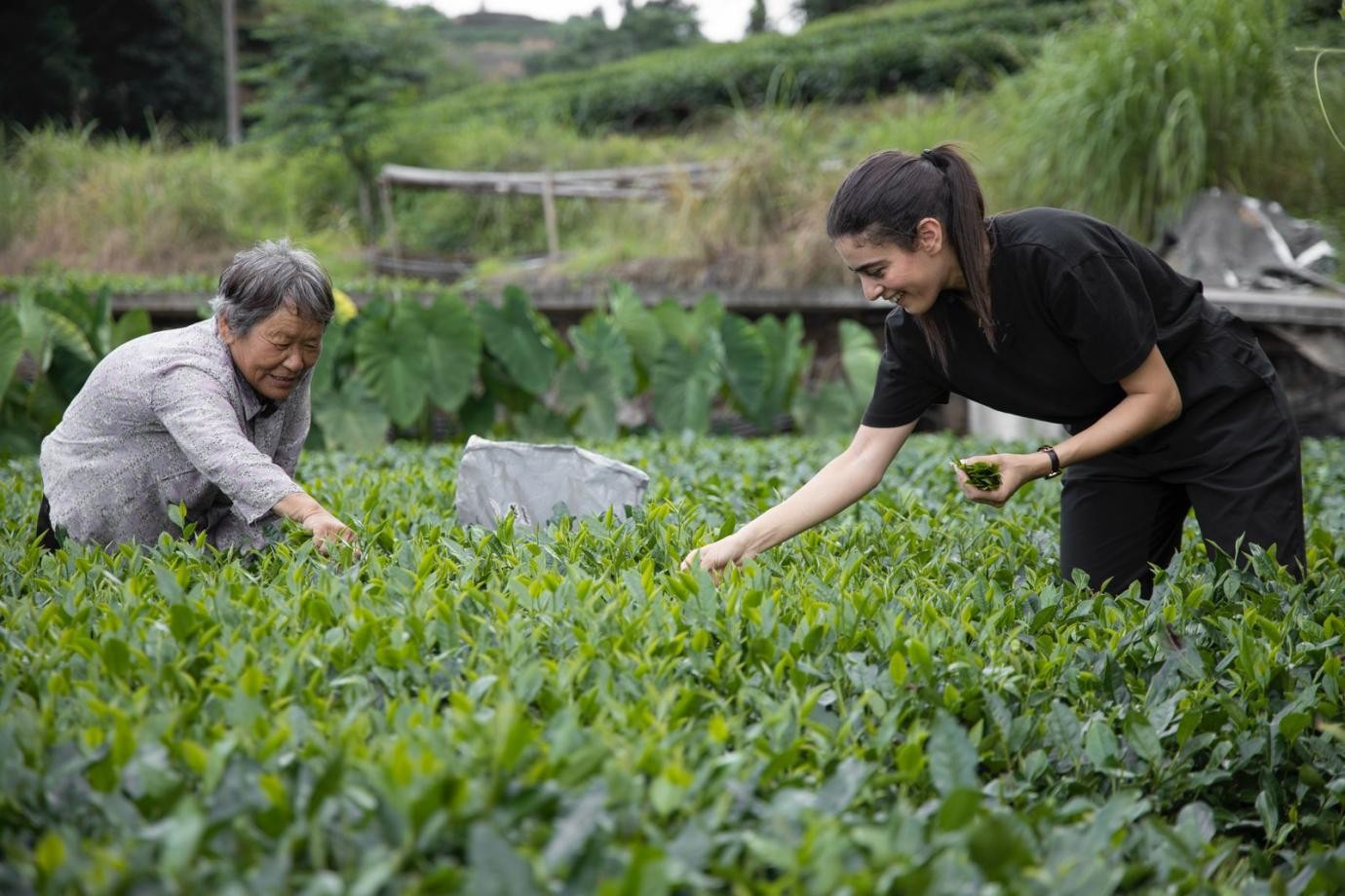 卡友琪在福建采茶。受訪者供圖