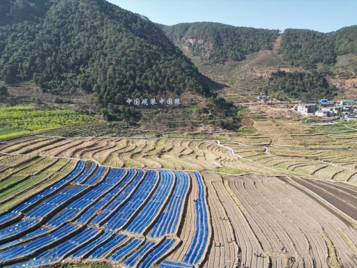 △近日，四川涼山一現(xiàn)代農(nóng)業(yè)園春耕育秧?yè)屴r(nóng)時(shí)。