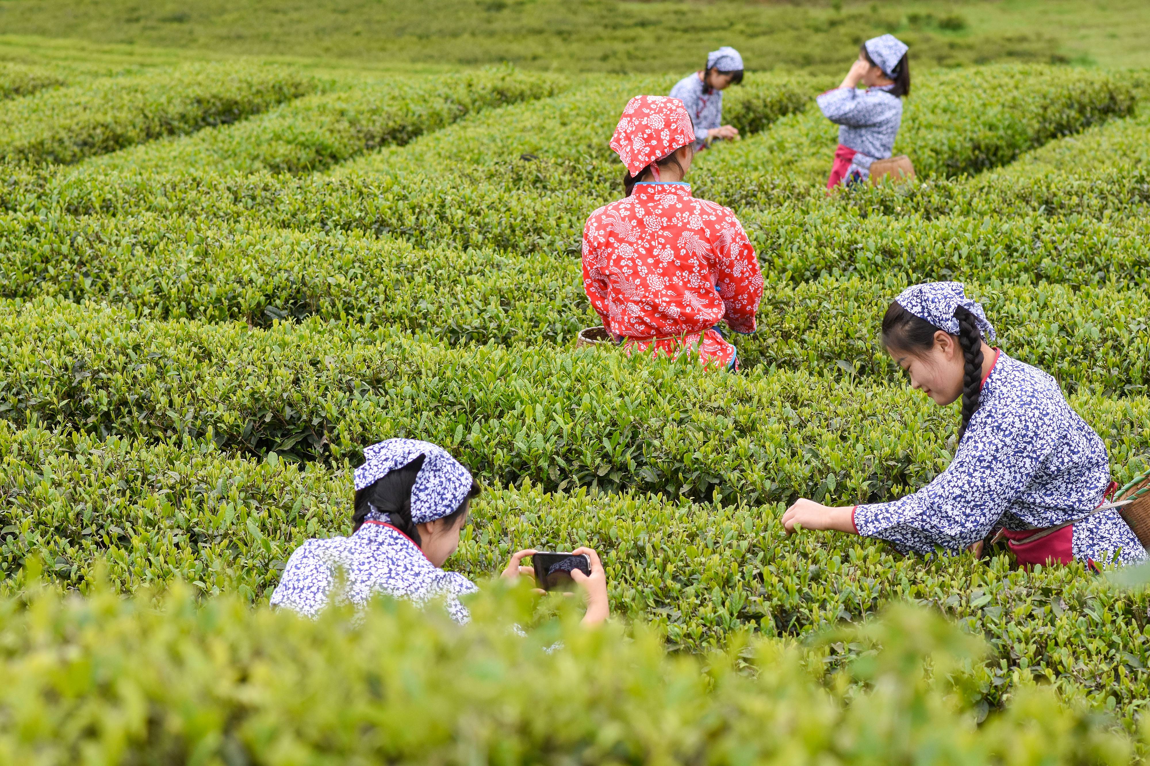 2023年4月6日，游客在貴州省銅仁市江口縣怒溪鎮(zhèn)駱象村生態(tài)茶園體驗采茶樂趣。