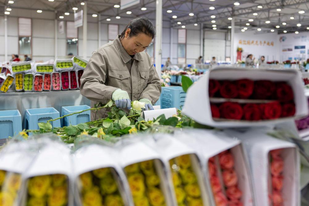 △近日，工作人員在云南麗江現(xiàn)代花卉產(chǎn)業(yè)園包裝鮮花。