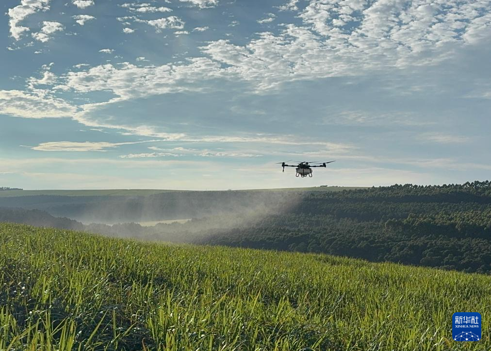 3月25日，在南非夸祖魯-納塔爾省的方廷希爾莊園，中國(guó)農(nóng)用無(wú)人機(jī)為甘蔗林噴灑殺菌劑。新華社記者 白舸 攝
