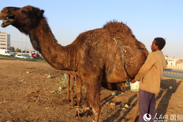 工人在給駱駝擠奶。人民網(wǎng) 納達(dá)爾·達(dá)烏德攝