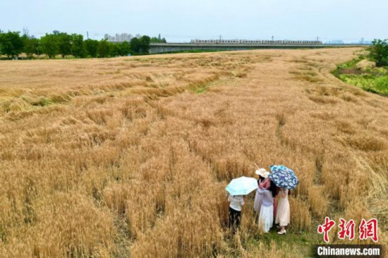 四川成都:民眾打卡金色麥田景觀