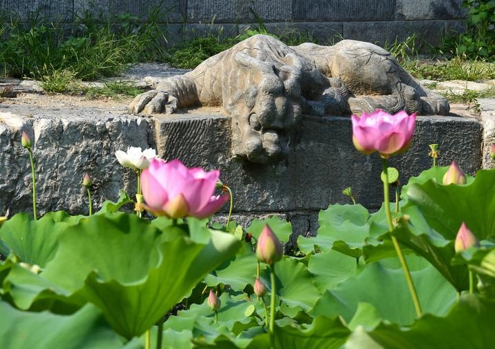 萬寧橋位于北京地安門外大街中部、什剎海東岸，是北京中軸線上最古老的橋梁，至今已有700多年歷史。近年來，北京市持續(xù)為萬寧橋“瘦身減負(fù)”，橋體風(fēng)貌得以完整展現(xiàn)，方便游客走近欣賞，深入了解古橋承載的價(jià)值和內(nèi)涵。這是2023年7月18日拍攝的北京萬寧橋橋東的鎮(zhèn)水獸。